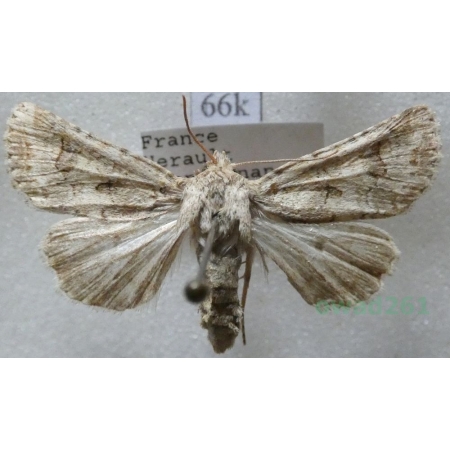 Lacanobia blenna (Hübner, 1824) France66k